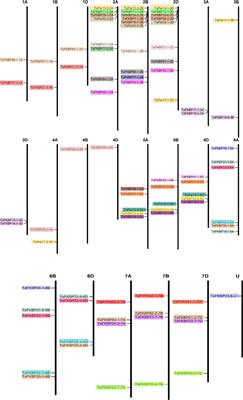 Genome-wide characterization of FK506-binding proteins, parvulins and phospho-tyrosyl phosphatase activators in wheat and their regulation by heat stress